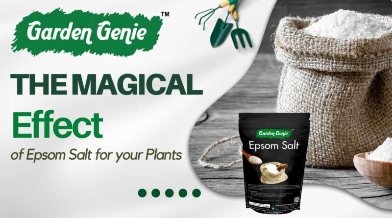 Epsom Salts for your Plants